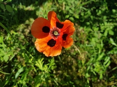 Papaver commutatum
