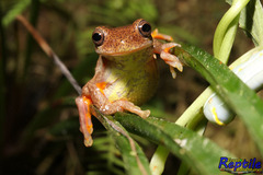 Dendropsophus carnifex