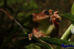 Dendropsophus carnifex