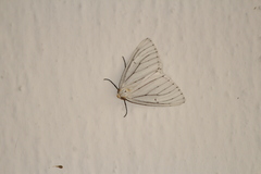 Neuromelia selectata