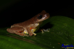 Dendropsophus carnifex