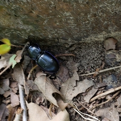 Pasimachus elongatus