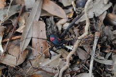 Purpuricenus humeralis