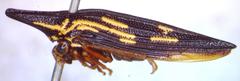 Polyglypta costata
