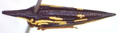 Polyglypta costata