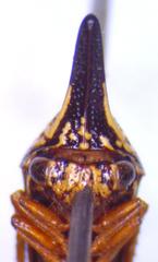 Polyglypta costata