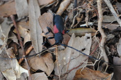 Purpuricenus humeralis