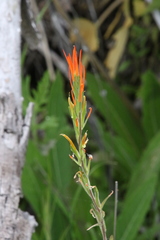 Castilleja minor