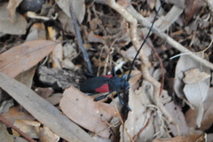Purpuricenus humeralis