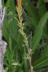 Castilleja minor