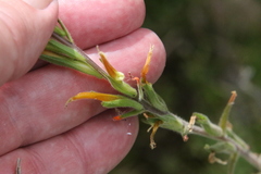 Castilleja minor