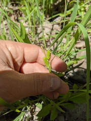 Carex granularis