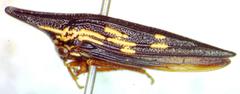 Polyglypta costata