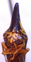 Polyglypta costata