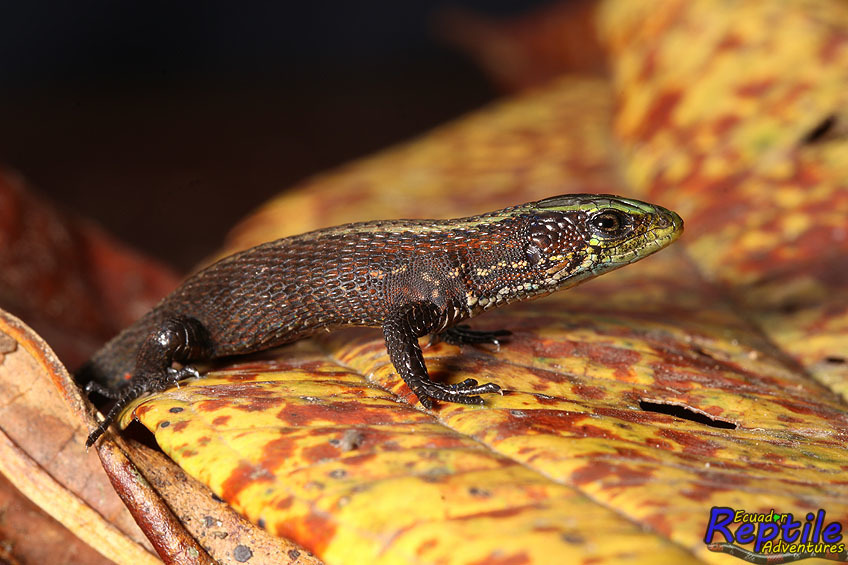 Green-Headed Shade Lizards