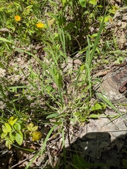Carex granularis