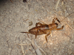 Nesoecia nigrispina