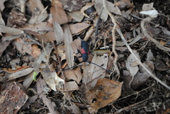 Purpuricenus humeralis