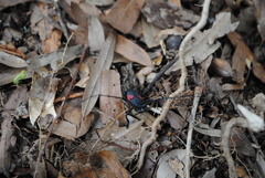 Purpuricenus humeralis