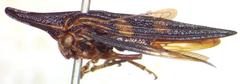Polyglypta costata