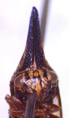 Polyglypta costata