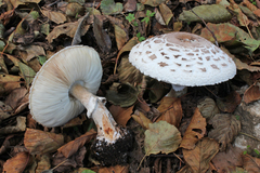 Rhacodium