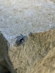 Hamataliwa grisea