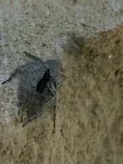 Hamataliwa grisea