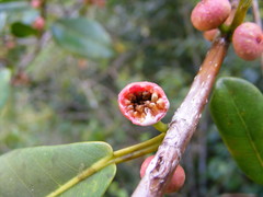 Ficus americana