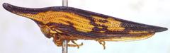 Polyglypta costata