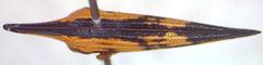Polyglypta costata