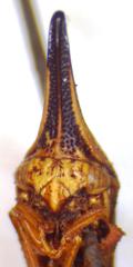 Polyglypta costata