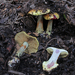 Cortinarius bergeronii - Photo (c) Davide Puddu, some rights reserved (CC BY-NC), uploaded by Davide Puddu