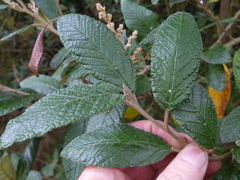 Pomaderris apetala maritima