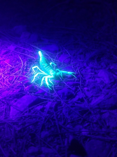 Desert Hairy Scorpion photo 5
