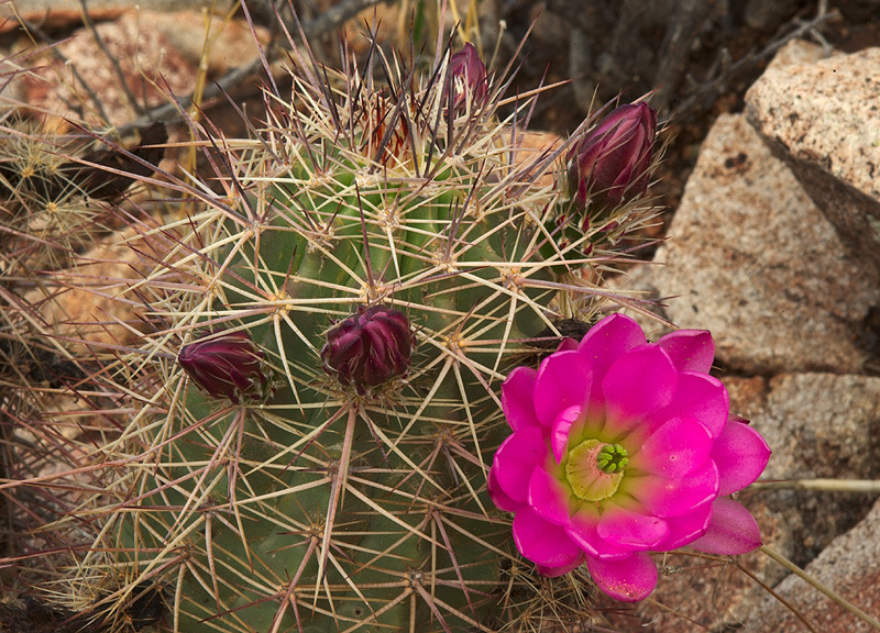 Roetter's Hedgehog Cactus (Hybrid Echinocereus  roetteri)  iNaturalist