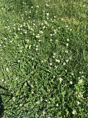 photo of Clovers (Trifolium)