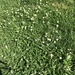 photo of Clovers (Trifolium)