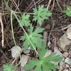 Geranium bicknellii