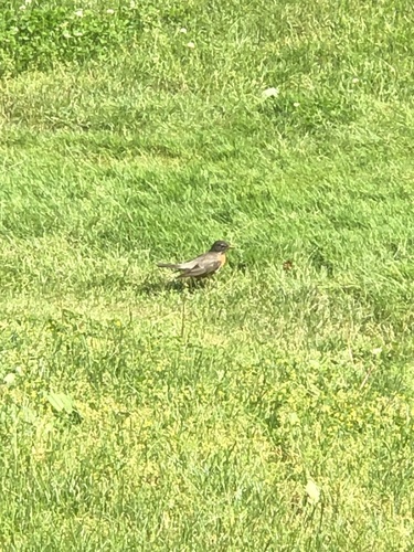 photo of American Robin (Turdus migratorius)