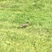 photo of American Robin (Turdus migratorius)