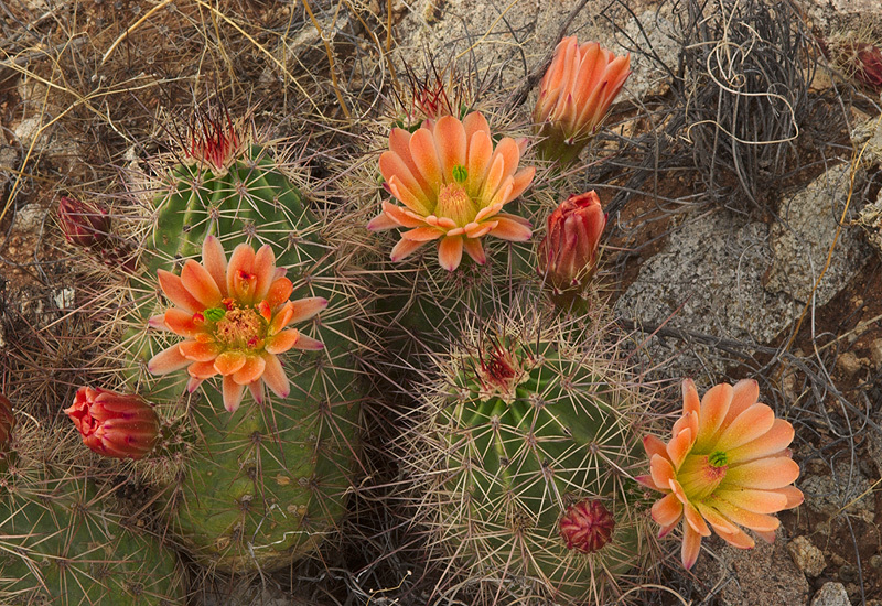 kaktus echinocereus Purple Hedgehog Cactus