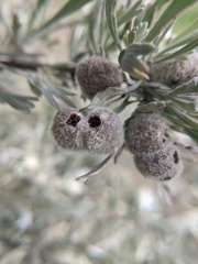 Rhopalomyia hirtipomum