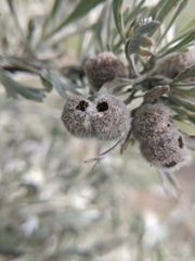 Rhopalomyia hirtipomum