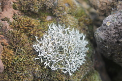 Heterodermia leucomelos