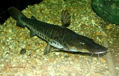 Pseudoplatystoma