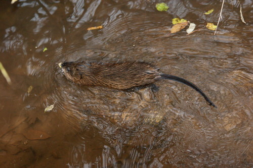 Muskrat, photo 8 of 10