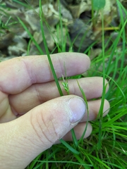 Carex willdenowii