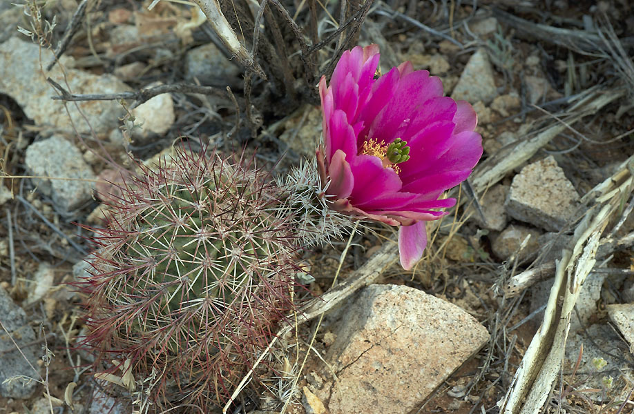 Echinocereus X roetteri