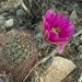 Echinocereus × roetteri - Photo (c) Ad Konings,  זכויות יוצרים חלקיות (CC BY-NC), uploaded by Ad Konings